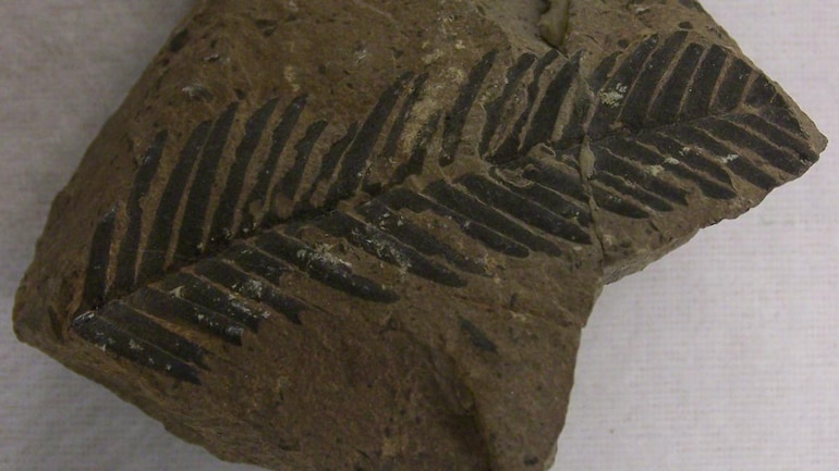 Fossilized leaves from the Jurassic period found by geologists in Jharkhand